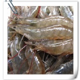 預購--冷凍鮮甜白蝦規格為約 55隻/一斤，每斤150元 特價：$150