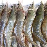 嘉義東石鄉產地直送冷凍鮮甜白蝦，規格為約40-45隻/台斤，每斤170元，冷凍宅配費用另計 特價：$170