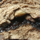 燕麥巧克力饅頭