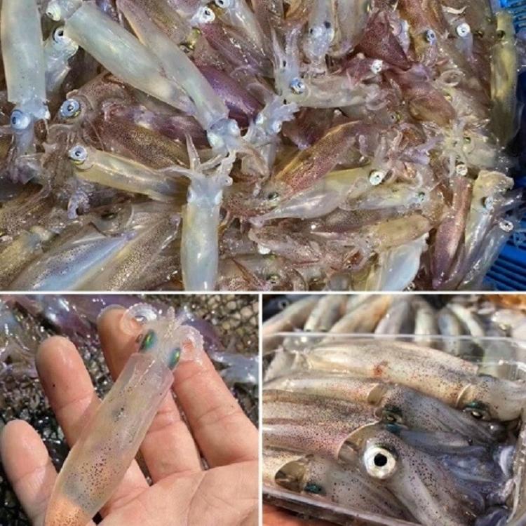 【八兩排】台灣野生鮮凍小卷-300G±15%(約5-7尾)/盒