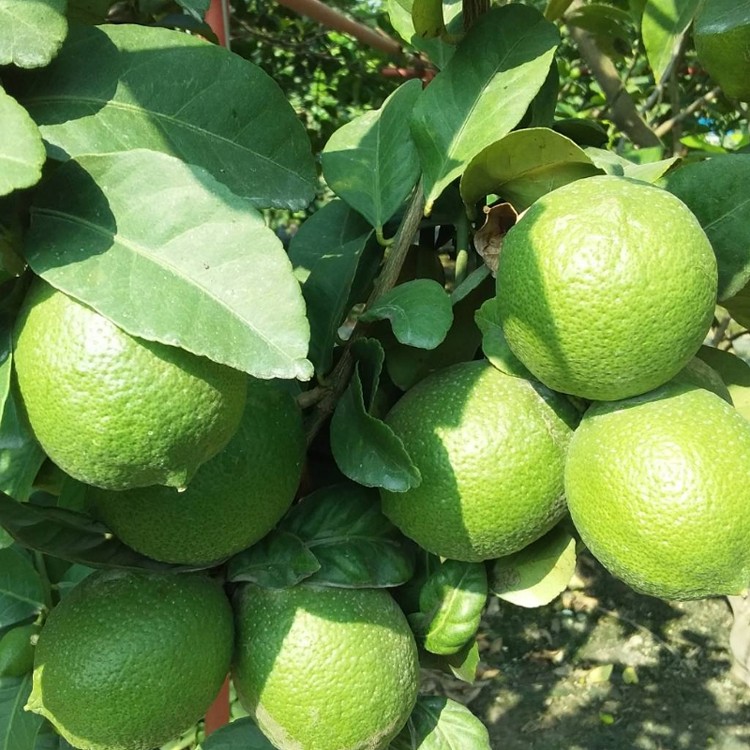 100%鮮榨檸檬天然果汁