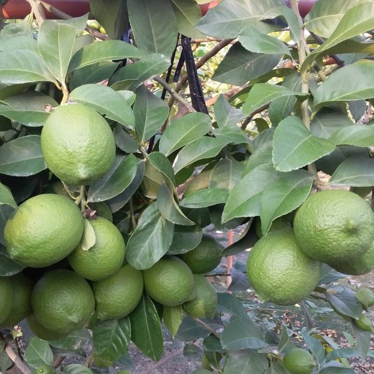 100%鮮榨檸檬天然果汁