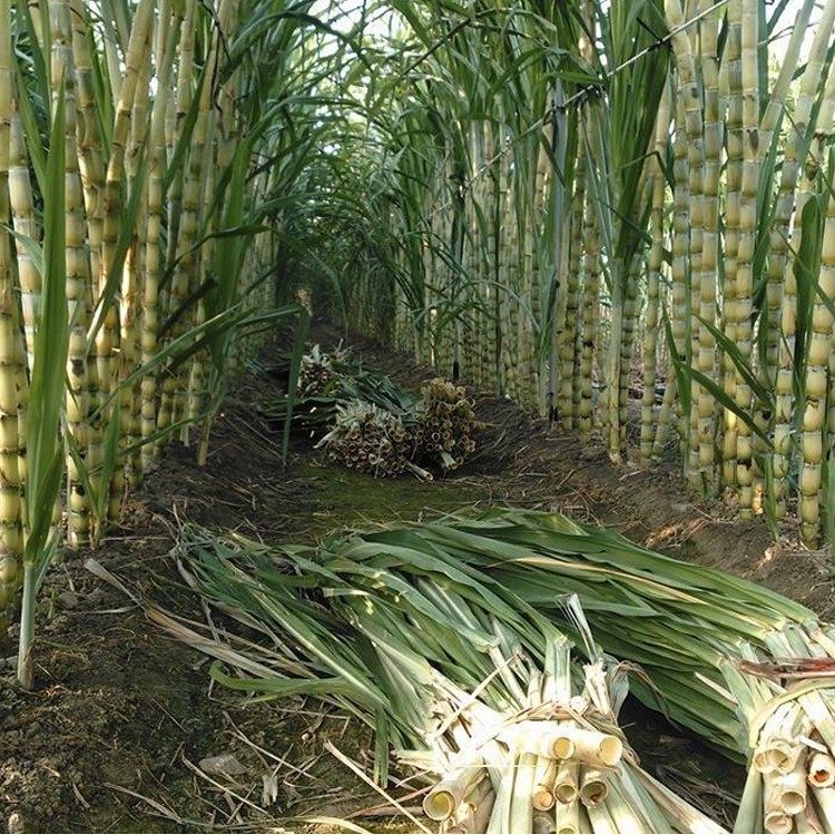 100%鮮榨白甘蔗天然果汁