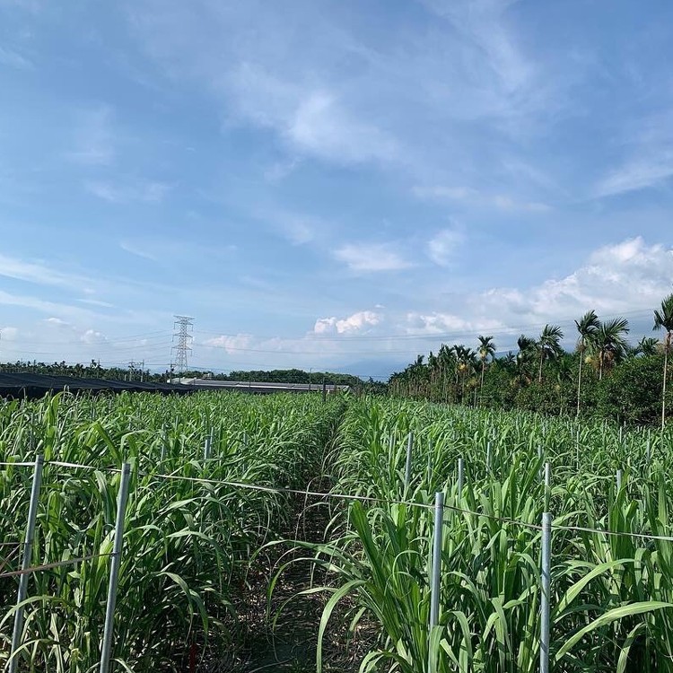 100%鮮榨白甘蔗天然果汁