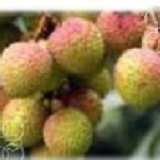 汁多飽滿玉荷包禮盒(3斤裝) 特價：$320