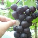 塔塔加信義豐丘巨峰葡萄~有生產履歷與吉園圃認證喔!!! 信義豐丘巨峰葡萄試吃價~一串只要15元 限時嚐鮮喔!!! 特價：$15