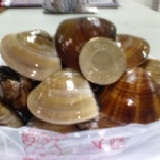 東石蛤利 １斤+-10g海水養殖的,不漂白(依季節影響會有肥瘦情形) 特價：$65
