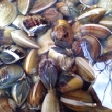 東石蛤蜊Α+品質－海水養殖 １２００g ±１０g(已吐沙處理,不加調味料,也可以吃到蛤蜊的鮮甜)冷藏宅配 特價：$140