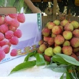 大樹玉荷包荔枝 今年出貨量已結束~不再接訂~謝謝大家的支持與愛護