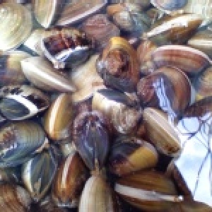 東石蛤蜊Α+品質－海水養殖