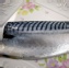 挪威鯖魚(真空包)