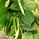 單獨下訂-四季豆-1箱3斤裝