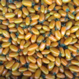 橙蜜香蕃茄 特價：$450