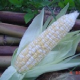 水果玉米 水果玉米 --(,下批7月初產出(,歡迎預購)