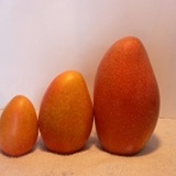 ~在欉黃~ 大鵝蛋芒果(農民黨1號) 特價：$300