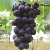 阿騰伯巨峰葡萄 特價：$300