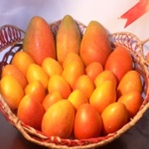 ~在欉黃~ 特殊品種 農民黨1號 、雞蛋芒果(福爾摩沙總統1號)