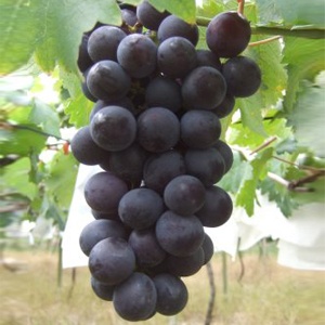 巨峰葡萄