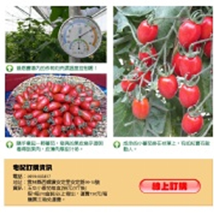 紅色戀人小番茄