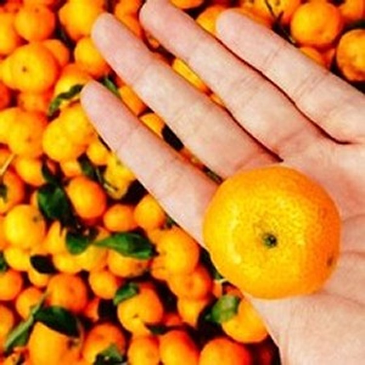 迷你珍珠砂糖橘