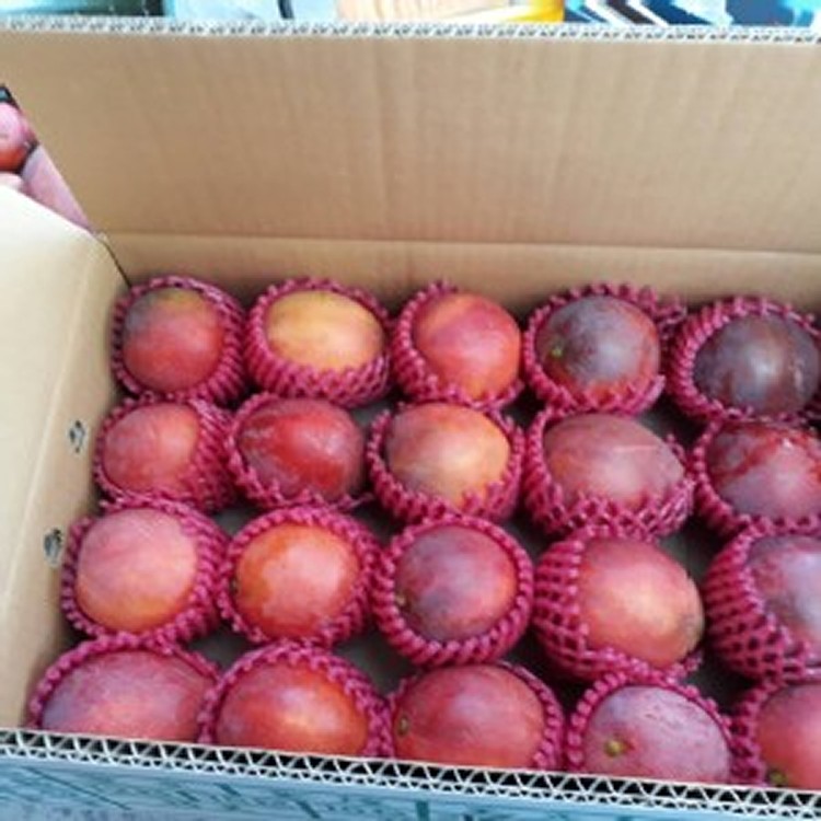 愛文芒果20粒裝(10斤重)