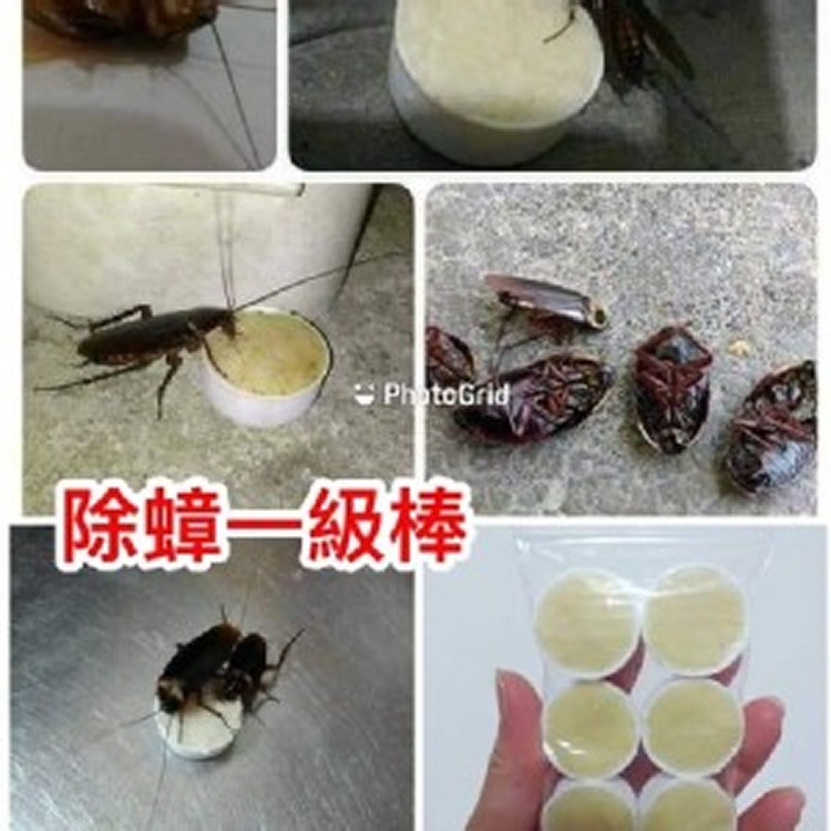 史上最強純手作 小強炸彈-6入