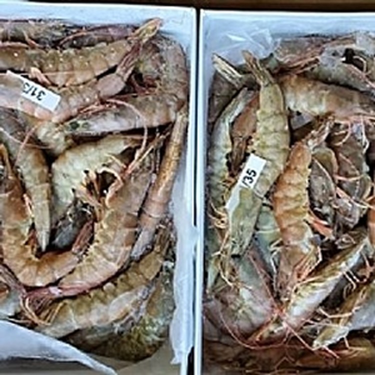 全海水養殖紅腳白蝦900g