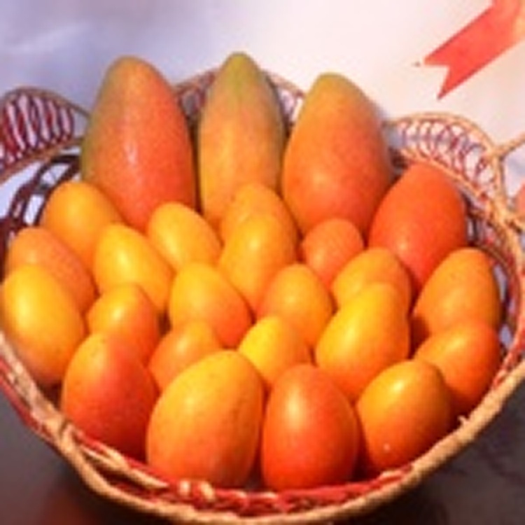 ~在欉黃~ 大鵝蛋芒果(農民黨1號)