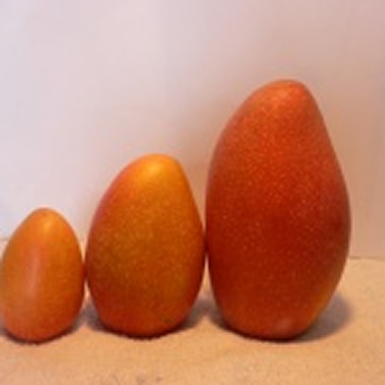 ~在欉黃~ 大鵝蛋芒果(農民黨1號)