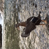 尋找走失綠頭鴨