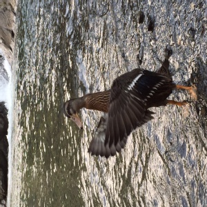 尋找走失綠頭鴨 特價：$0