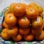 砂糖橘