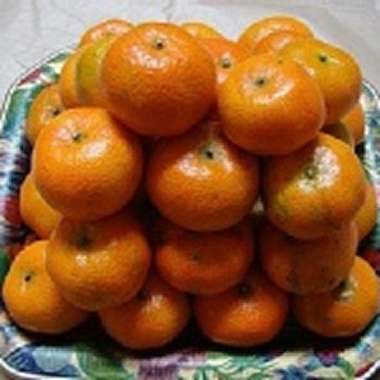 砂糖橘