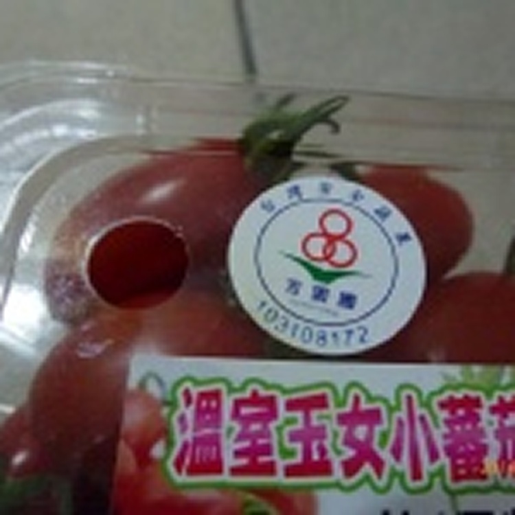 溫室栽培玉女小蕃茄