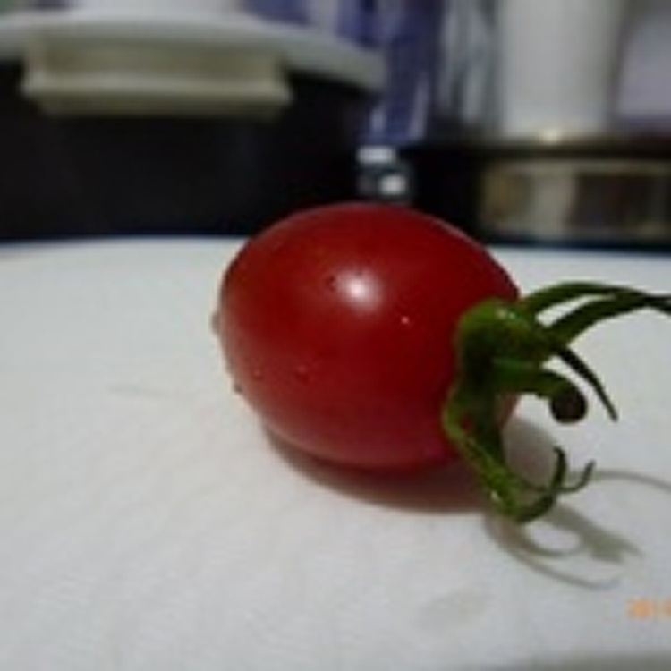 溫室栽培玉女小蕃茄