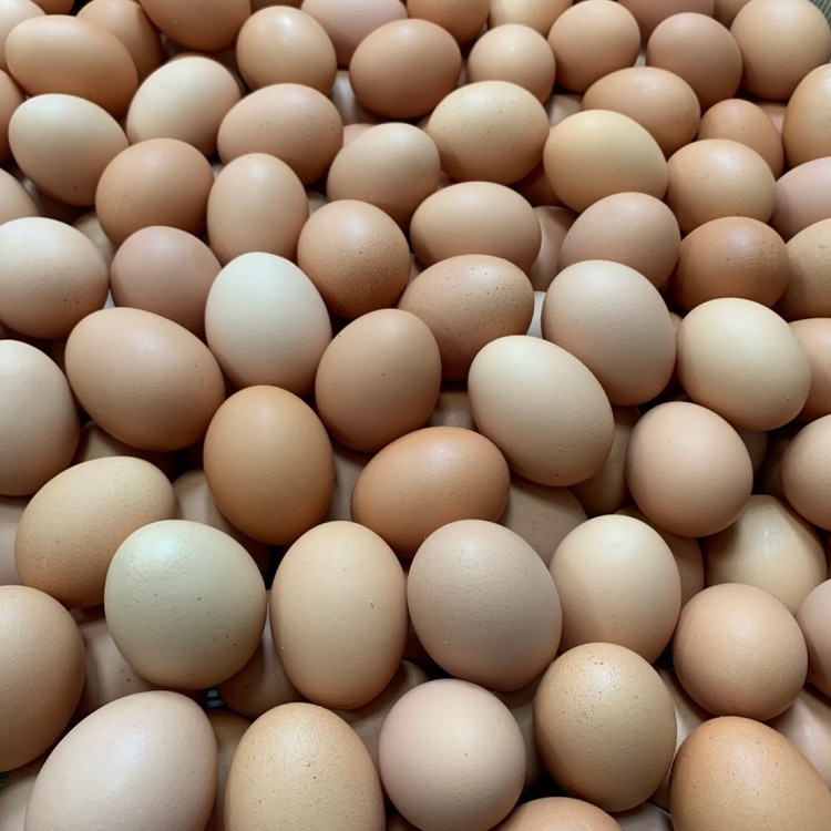 【樂活牧場】烏骨雞蛋、葉黃素DHA双機能蛋、友善SGS雙認證