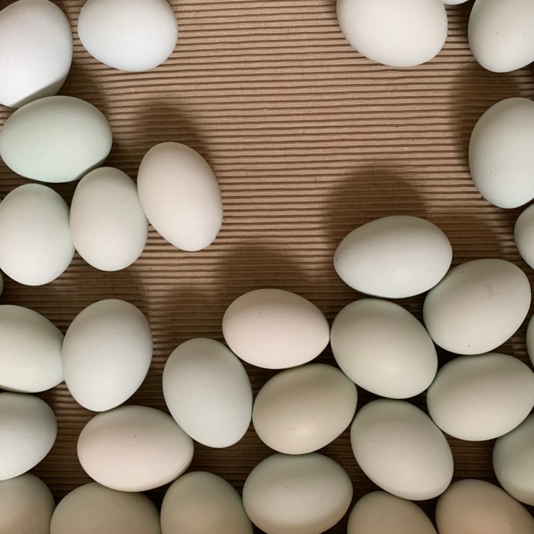 【樂活牧場】烏骨雞蛋、葉黃素DHA双機能蛋、友善SGS雙認證