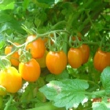 營養加分.美容聖品----番茄 橙蜜香番茄.優惠上市 20斤裝