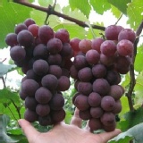 精選牛奶巨峰葡萄5斤