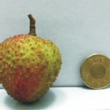 契作農莊帝王頂級玉荷包 帝王及超爆漿超大玉荷包 特價：$1100