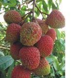 契作農莊頂級特選玉荷包 特選精選仍是最強