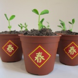 【木匠手作】提拉米蘇豆苗盆栽 10盒以上 特價：$250