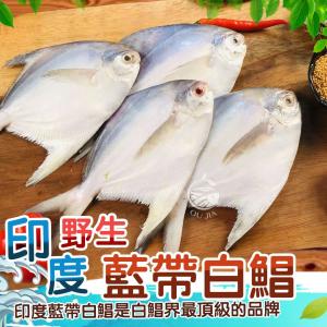 【歐嘉嚴選】頂級印度藍帶白鯧400~500G/尾
