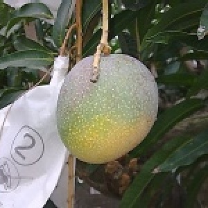 海頓芒果