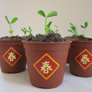 【木匠手作】提拉米蘇豆苗盆栽 特價：$390