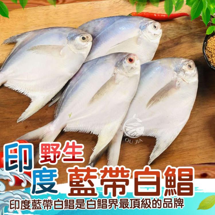【歐嘉嚴選】頂級印度藍帶白鯧400~500G/尾