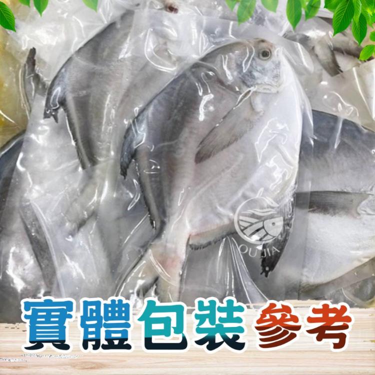 【歐嘉嚴選】頂級印度藍帶白鯧400~500G/尾