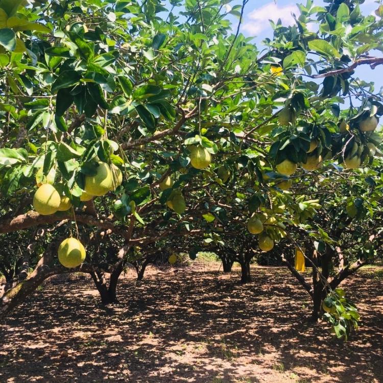 【八方農富科技】花蓮瑞穗鶴崗柚子