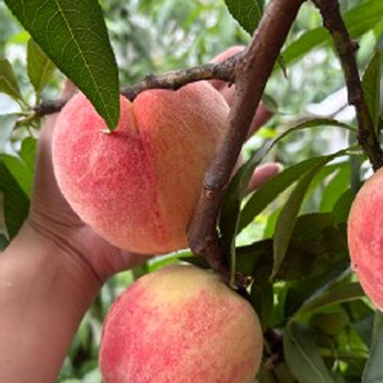 拉拉山水蜜桃（5顆）