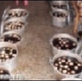 台南新化姑姑の茶葉蛋